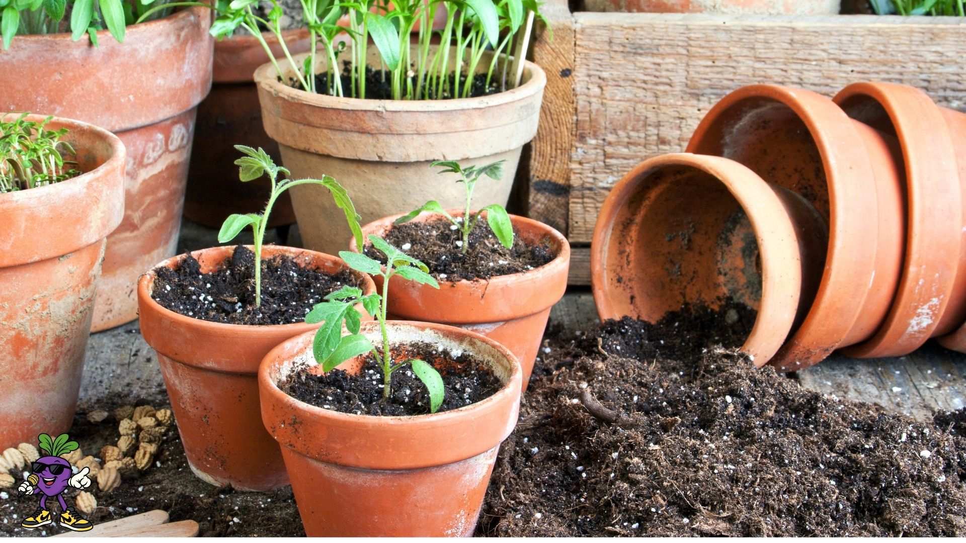 beginner gardening image